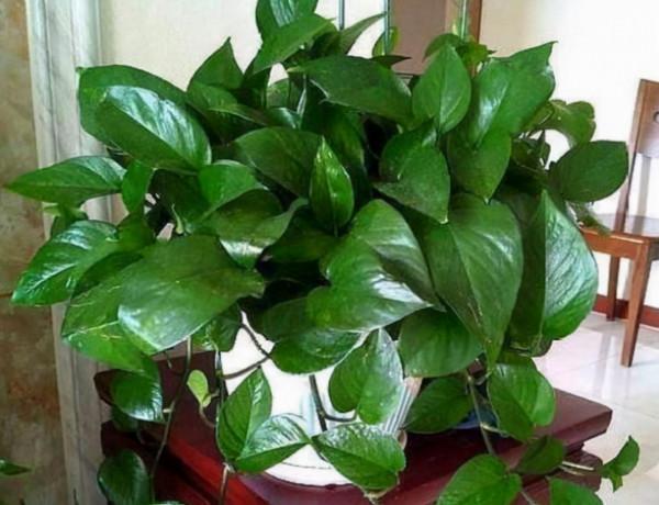 想在客廳養花，選這5種“懶人花”，耐陰又耐旱，少水少肥長得旺
