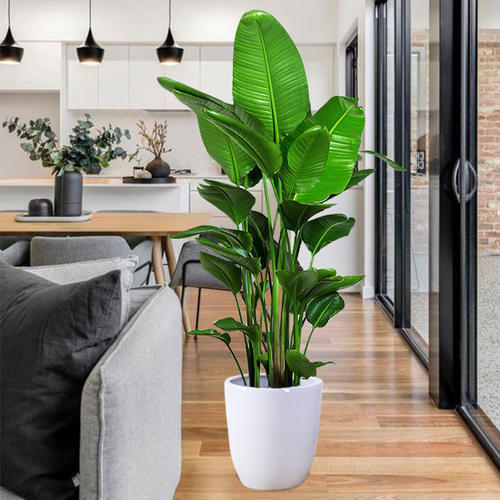 養花小妙招，養了很久的天堂鳥又開花了