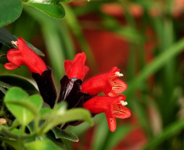 今年最流行的18種花,掛起來養,好看好養還不佔地方 今年最流行的18種花,掛起來養,好看好養還不佔地方