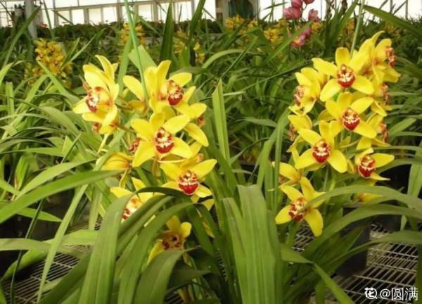 10種花不怕冷,先別搬進屋,放外面凍一凍,開花更旺 10種花不怕冷,先別搬進屋,放外面凍一凍,開花更旺