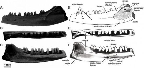 考古團隊在美國南部發現2個新物種