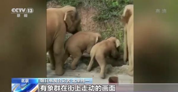 日本記者：2021年，我在中國雲南追大象