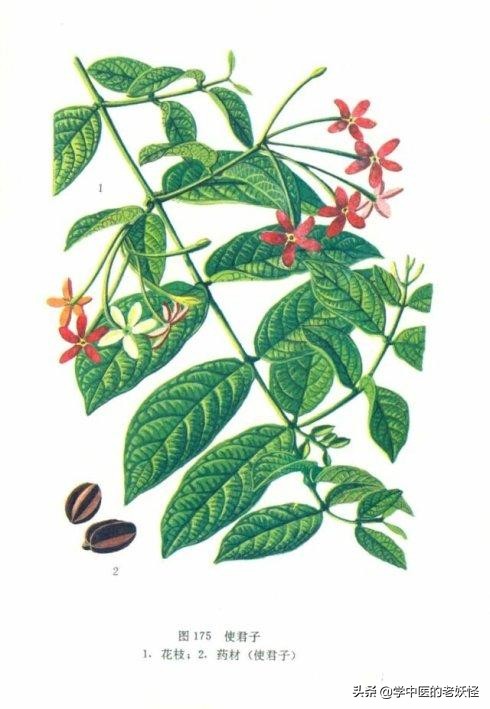 每天學習一味中藥——使君子 每天學習一味中藥——使君子