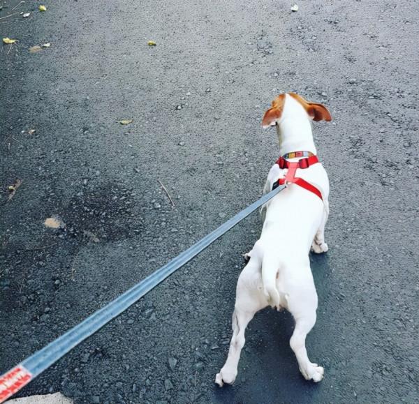 80年代，掀起過一場轟轟烈烈的“打狗運動”，當年都發生過什麼？