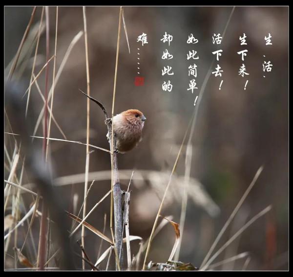 生命的軌跡，它不應該是枷鎖，也不會是自由...