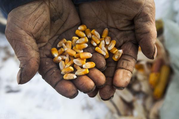 農民30畝花生遭哄搶，損失9萬元，報警，警察卻說：損失自己追究