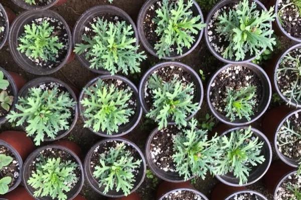 瑪格麗特小苗種植 瑪格麗特小苗種植