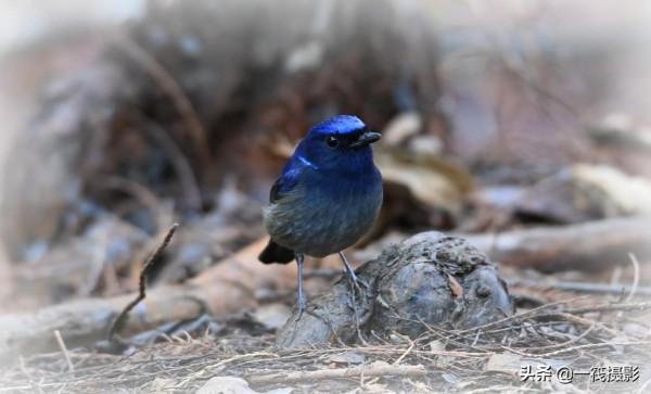 校園候鳥季之——高畫質唯美的小仙鶲
