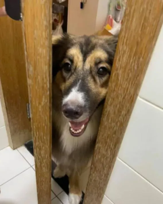 又心疼又好笑！德牧出任務追犯人，卻意外遭豪豬攻擊身中200刺