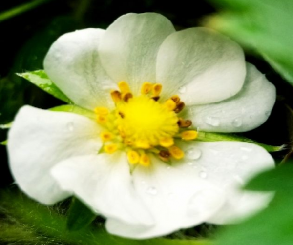 4種常見水果開花,都見過的人還真是不多,你見過幾種? 4種常見水果開花,都見過的人還真是不多,你見過幾種?