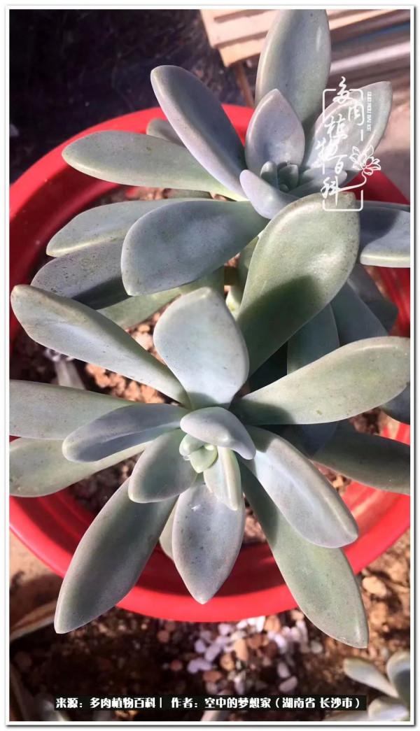 北陽臺黨，也有個多肉花園夢