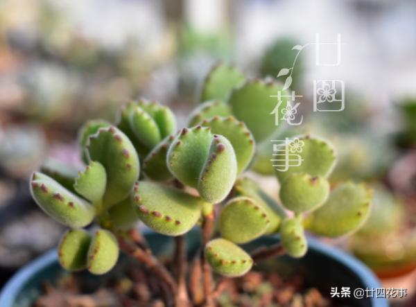 秋天養多肉,運用3要素合理虐養,適當“進補”,養出果凍小胖墩 秋天養多肉,運用3要素合理虐養,適當“進補”,養出果凍小胖墩