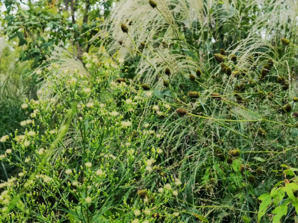一年好景君須記 正是橙黃橘綠時