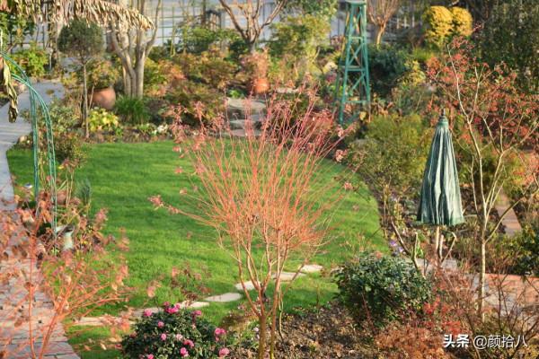 鳥兒們過冬必備 - 紅透整個冬日的迷你山楂果 |園丁