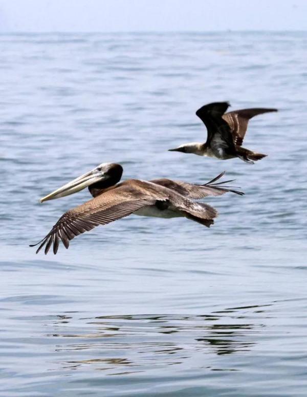 分享圖片一一比翼雙飛鳥
