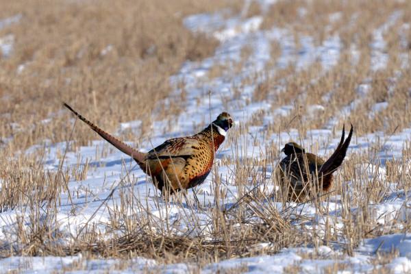 人與狼在草甸有約:周民草溝捉魚喂母狼,母狼替周民看護家園 人與狼在草甸有約:周民草溝捉魚喂母狼,母狼替周民看護家園