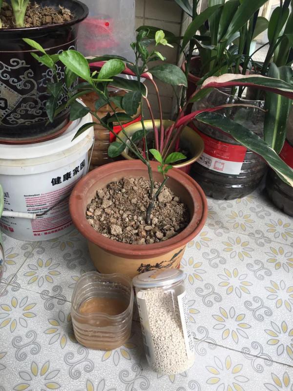 四個月橘子樹還是沒什麼長勢