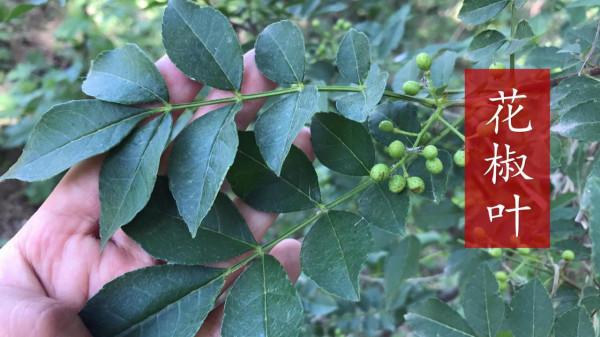 習慣吃果實的6種蔬菜，葉子不要再扔了可以吃，營養價值比果實高