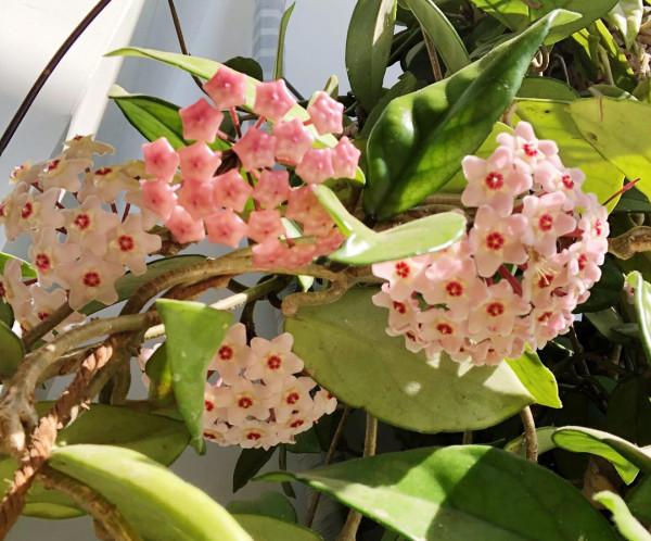 人到中年，適合養的10種花，省事省力不操心，花開滿盆寓意好