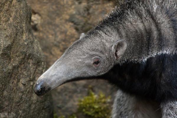 沒有牙齒的怪獸 沒有牙齒的怪獸