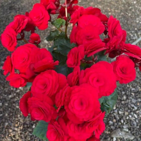 秋冬養盆麗格海棠,花朵像牡丹,有金玉滿堂好兆頭 秋冬養盆麗格海棠,花朵像牡丹,有金玉滿堂好兆頭