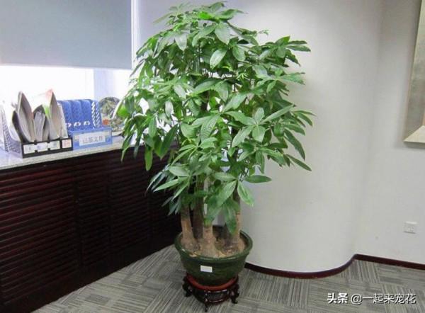 客廳擺上5種花，寓意美好越養越旺，皮實好養顏值高，適合新手