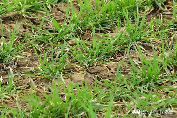 今年冬天小麥情況特殊，冬天能否打小麥田除草劑？需注意6點
