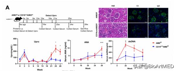 AIM2調控系統性紅斑狼瘡發病及抗體產生的病理機制