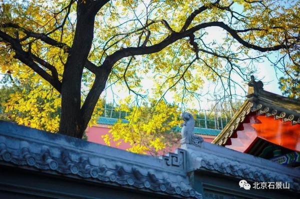 秋日靜美，斑斕如斯，北京號帶您“雲”賞深秋
