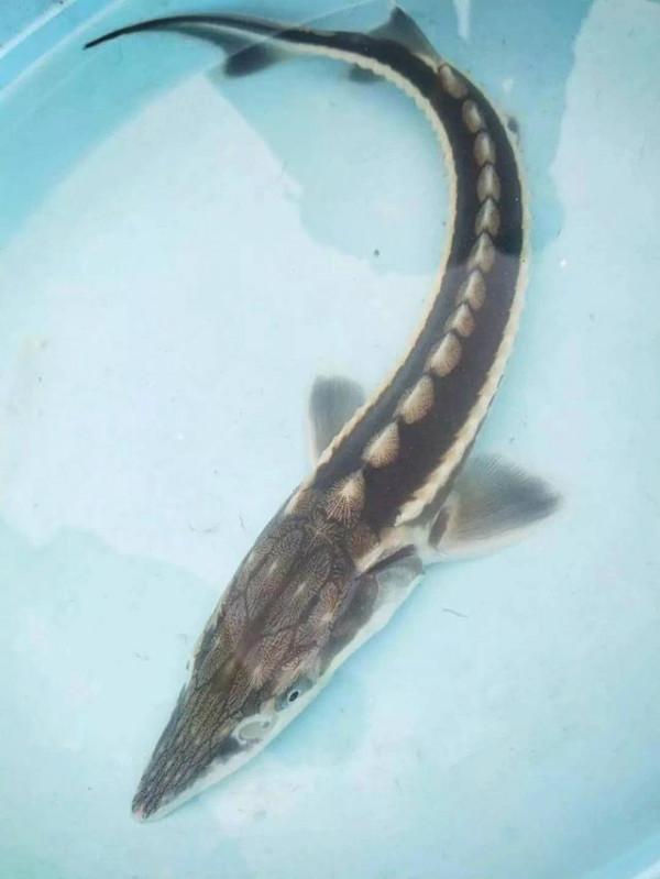 國家一級保護動物的魚你知道多少？意外釣獲後千萬要及時放生