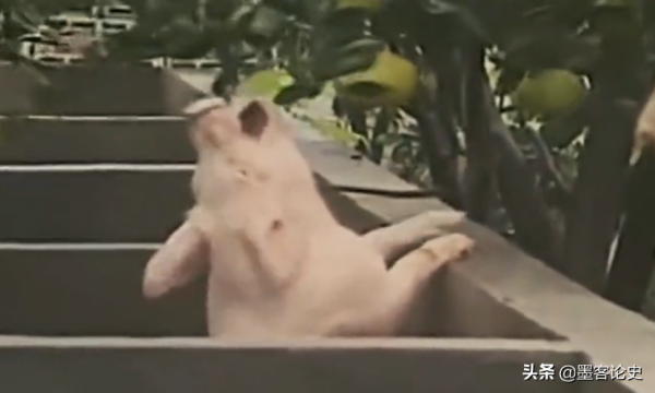 真實故事:江西56歲老農遇怪事,殺豬發現&quot;豬寶&quot;,專家調查揭開真相