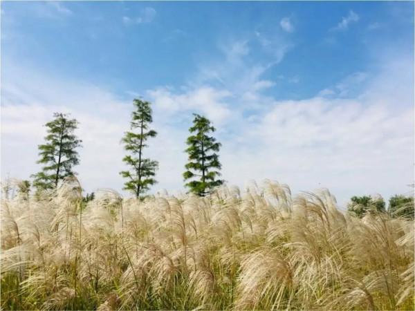 【探索】在長三角一體化示範區，尋找秋天的色彩