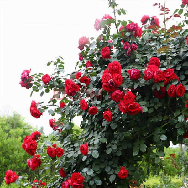 家裡有牆的種上一顆佛羅倫蒂娜，花量多，花期長，多季迴圈開花