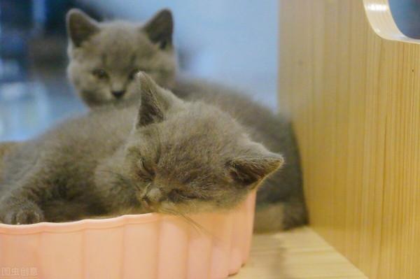 貓咪為什麼會咬你,都是你的‘自以為是’害了你 貓咪為什麼會咬你,都是你的‘自以為是’害了你