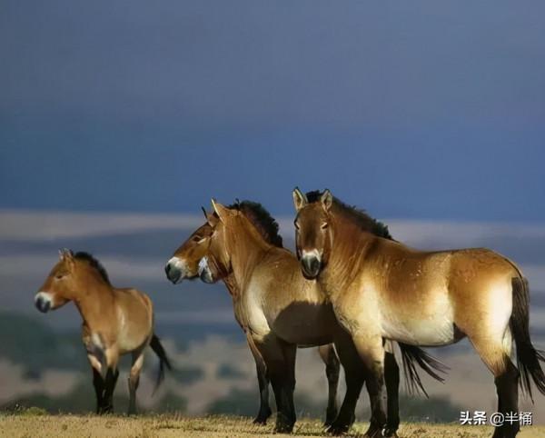 20年前放歸野外的27匹普氏野馬,現在的生存狀況怎麼樣了? 20年前放歸野外的27匹普氏野馬,現在的生存狀況怎麼樣了?