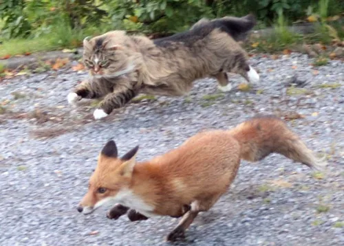 世界上只有兩種貓，俄羅斯的貓，和其他貓