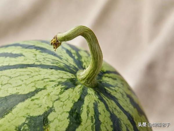 挑西瓜別拍來拍去惹人笑,看準這2點,又沙又甜,瓜販也不得不服 挑西瓜別拍來拍去惹人笑,看準這2點,又沙又甜,瓜販也不得不服