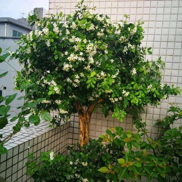 6種健康花,家裡養一盆,格調高壽命長,乾淨,健康,運氣好 6種健康花,家裡養一盆,格調高壽命長,乾淨,健康,運氣好