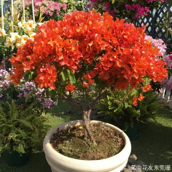 三伏天養花，澆水太難了，學好竅門是關鍵