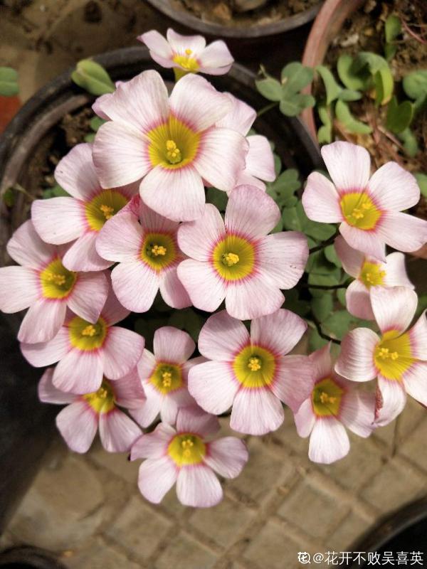 秋天想讓院子“美如畫”,種上這4種花,顏色別緻顏值高 秋天想讓院子“美如畫”,種上這4種花,顏色別緻顏值高