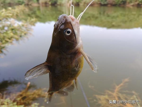 摘鉤時被黃辣丁刺傷，指頭被截險喪命，詳解正確摘魚方法