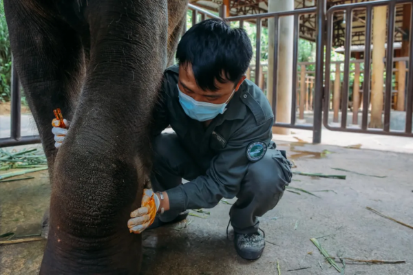 在西雙版納，救護亞洲象的人：喂藥時需“鬥智鬥勇”，它們聽得懂簡單的指令，能區分飼養員