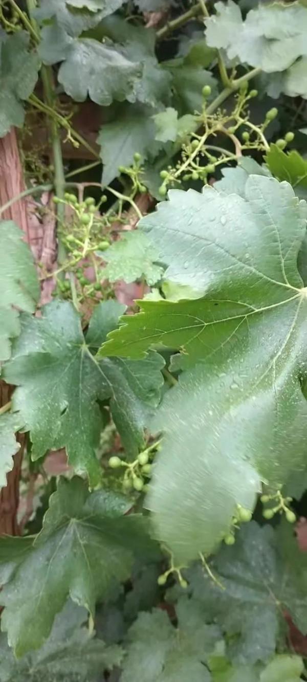 大學回村放羊年收入十五萬 大學回村放羊年收入十五萬