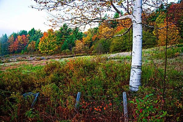佛蒙特森林風光