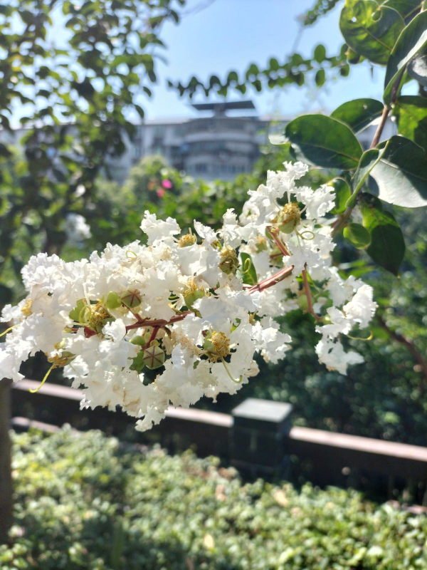 秋天常見的60種花，最全花卉圖譜，收藏起來慢慢看