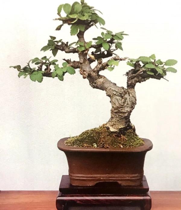 初見是毫不起眼的小苗，先養坯再造型，三年“脫胎”變盆景