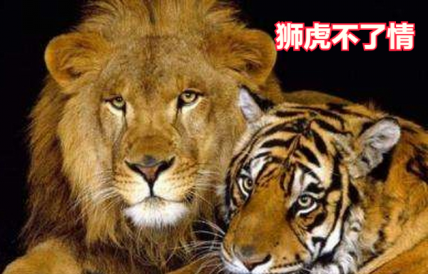 動物園裡一對獅虎情投意合，講述獅虎愛情故事，結果如何？