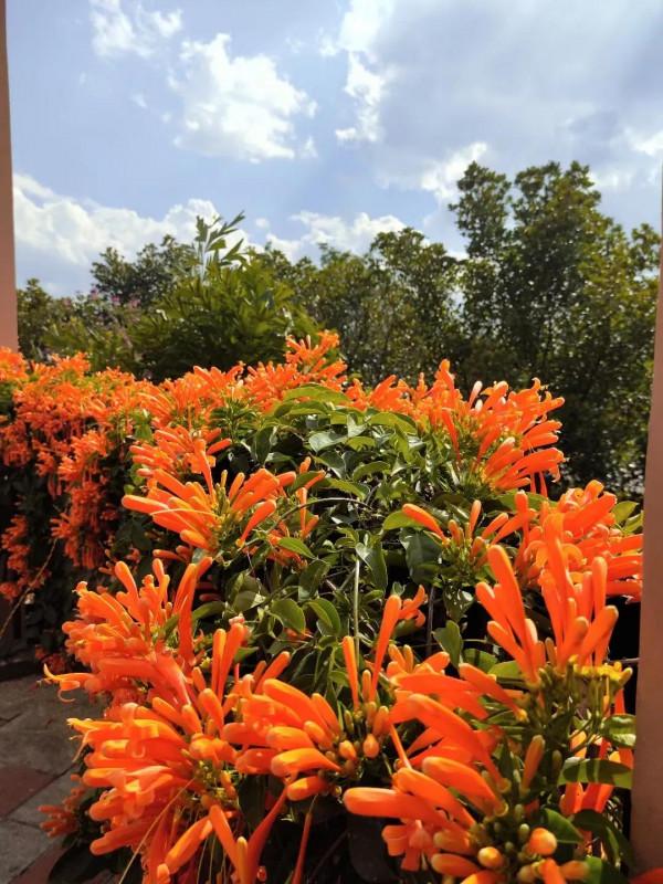 沒有冬天的地方