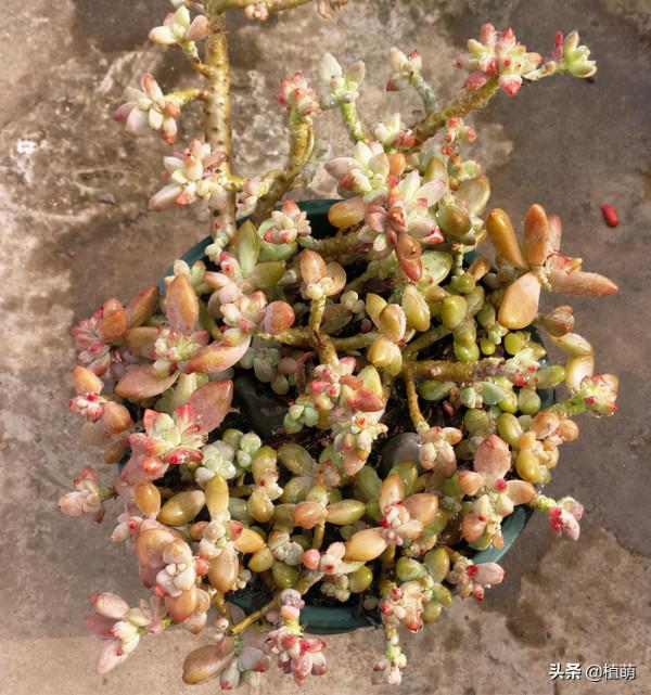 曾經“毀容”的秋麗,經過大半年的養護,顏值終於回來了 曾經“毀容”的秋麗,經過大半年的養護,顏值終於回來了