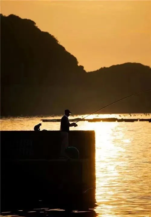 “貓咪住進60層頂樓”被刷爆,網友:救命!美瘋了 “貓咪住進60層頂樓”被刷爆,網友:救命!美瘋了